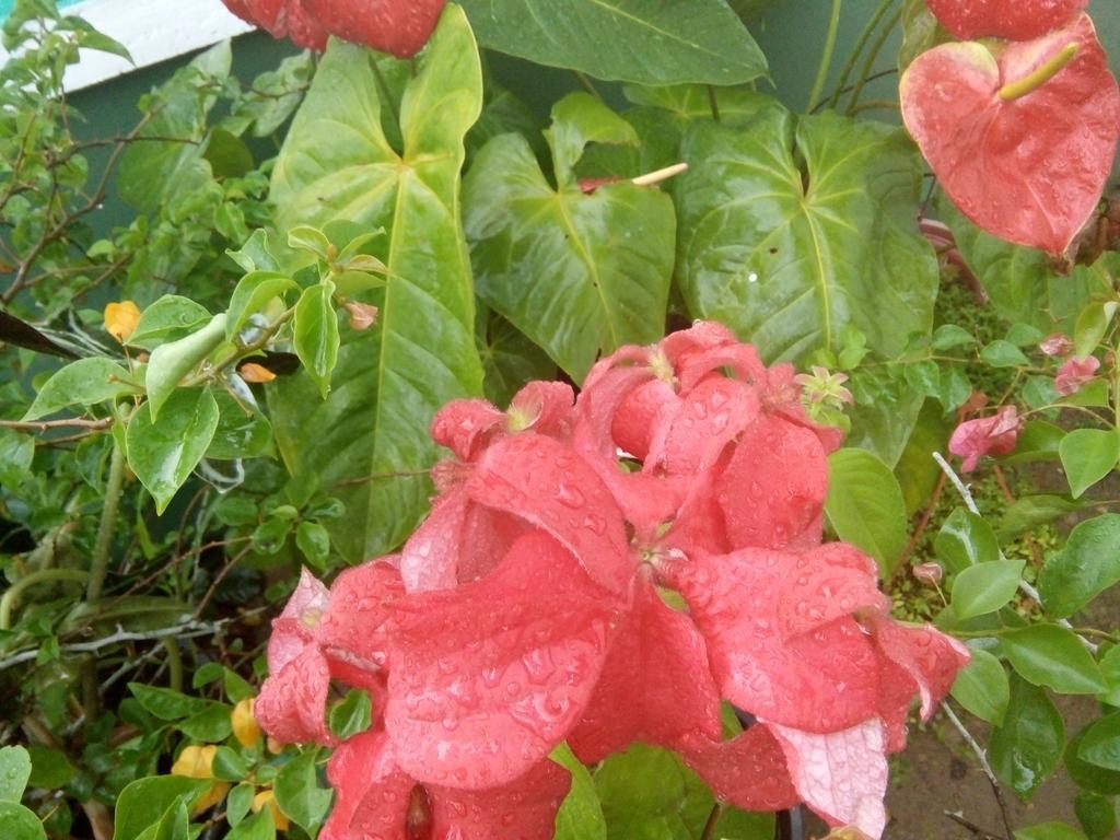 דירות מיריסה Little Pink House מראה חיצוני תמונה
