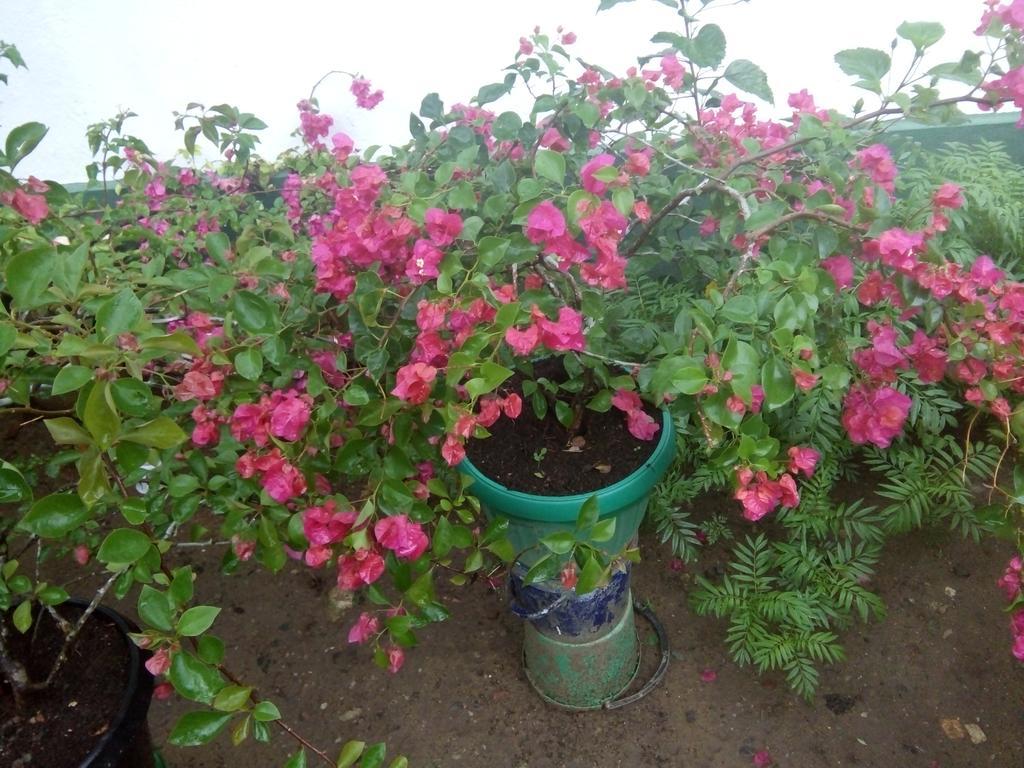דירות מיריסה Little Pink House מראה חיצוני תמונה